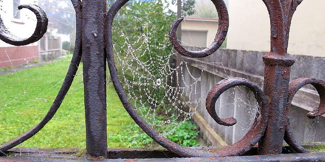 Dauerhaftes - ein Spinnennetz an einem Schmiedeisernen Tor