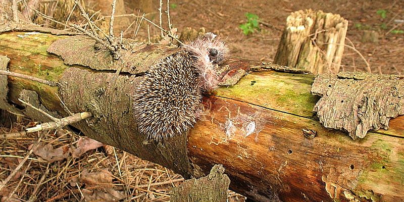 Höllenotter - schwarze Kreuzotter