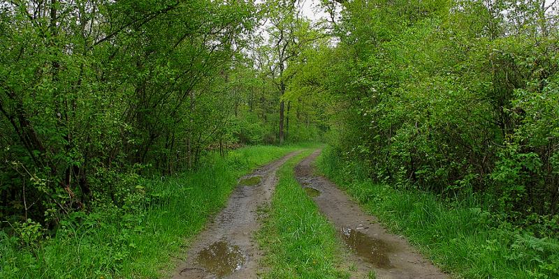 Regennasser Weg im Raader Wald