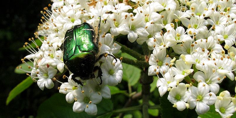 Rosenkäfer auf Blüte eines Wolligen Schneeballs