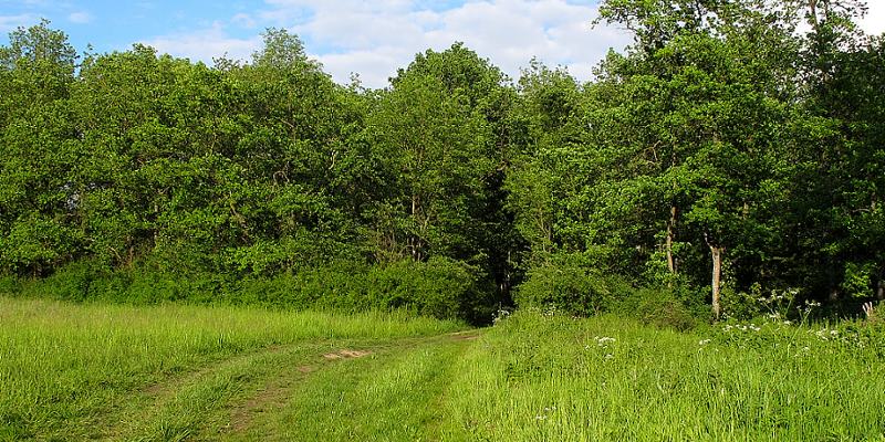 Fahrweg am Waldrand