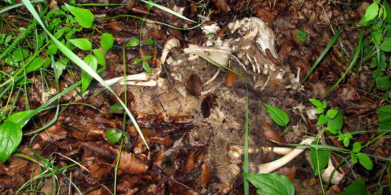 Der Tod im Wald - Rehskelett