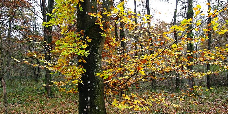 Buchenlaub im Herbst