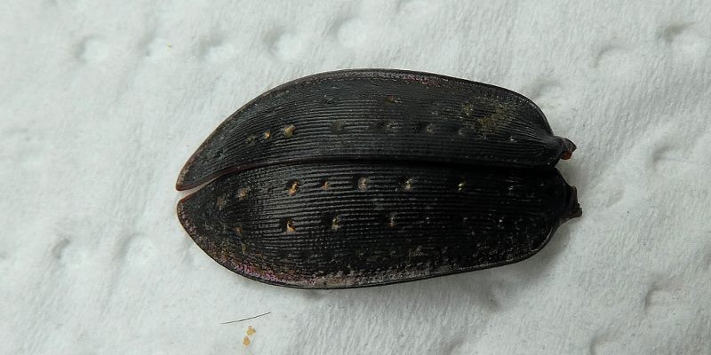 Flgeldecken von Gartenlaufkfer Carabus hortensis