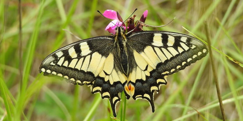 SSchmetterling Schwalbenschwanz