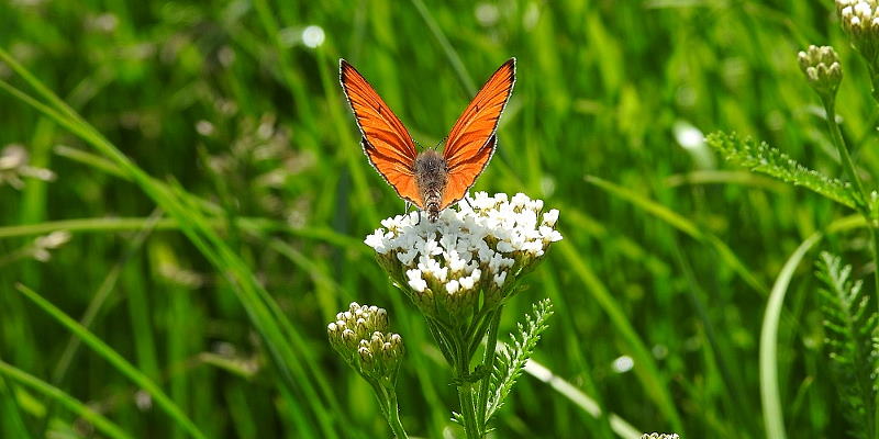 Schmetterling Groer Feuerfalter