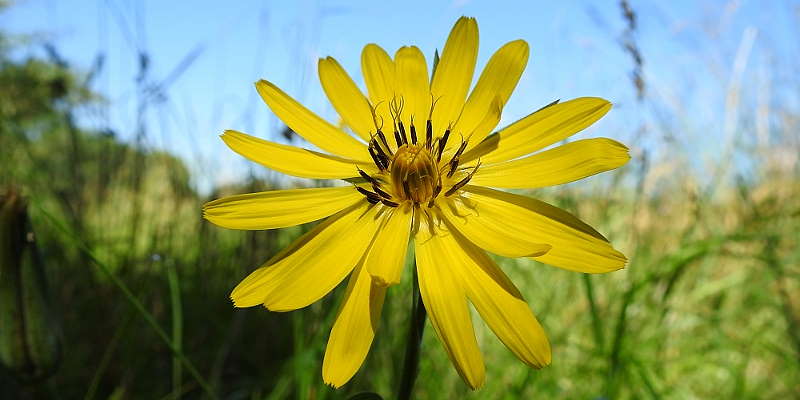 Wiesenbocksbart