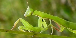 Mantis religiosa, die Europische Gottesanbeterin