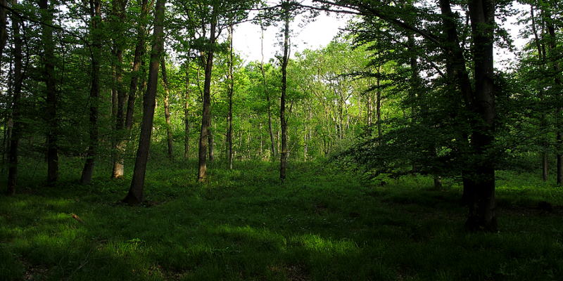 Furtgasse im Raader Wald