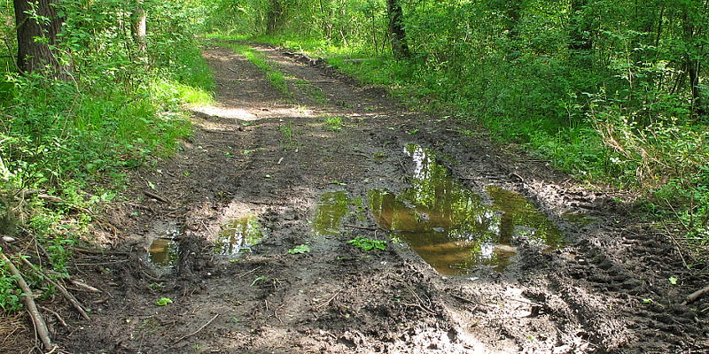 Pfütze im Raader Wald