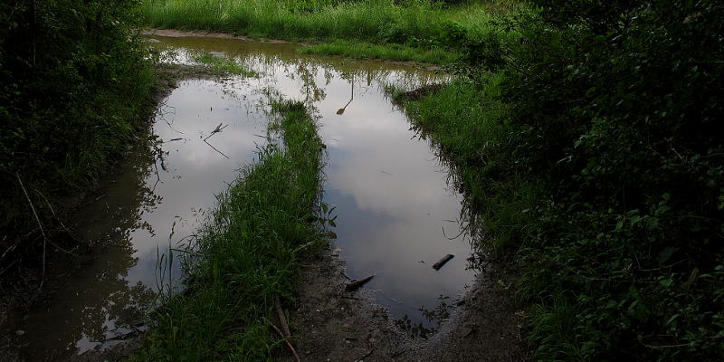 Pfütze im Raader Wald