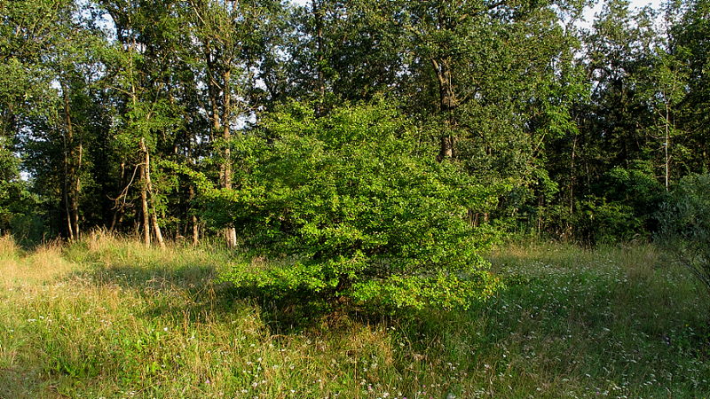 Akelei auf Lichtung